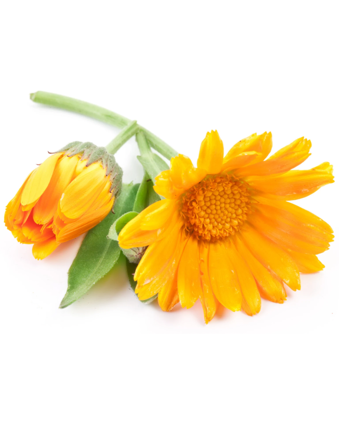 Arnica Montana — The Golden Flower Science Finally Caught Up To