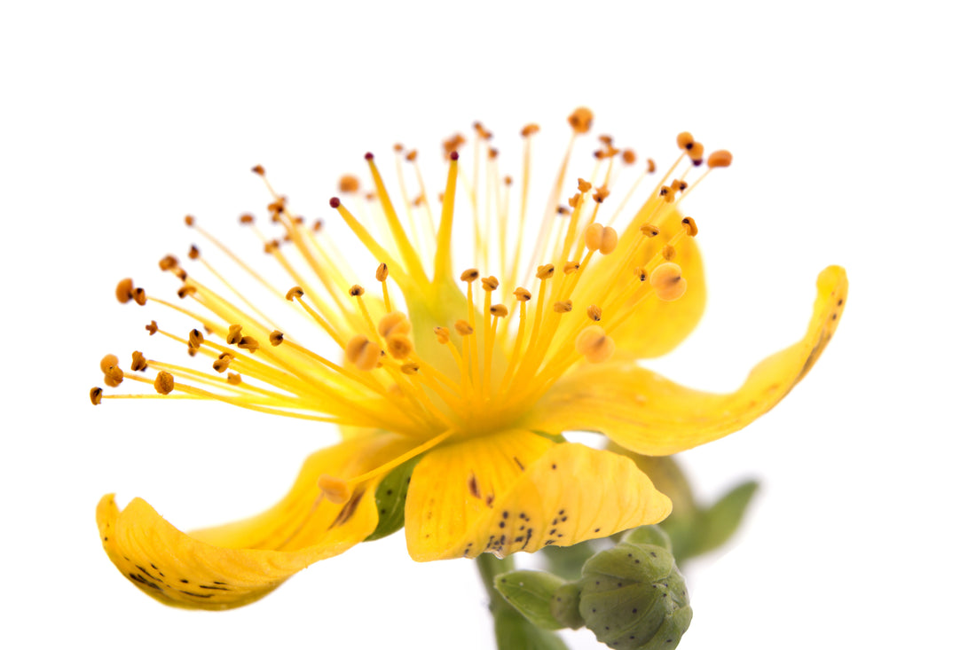 Dori Balm: Harnessing the Power of Hypericum to Relieve Nerve Pain
